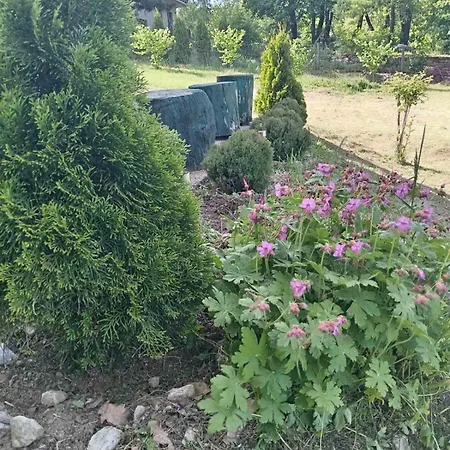 Tea Borsko Jezero 펜션 보르